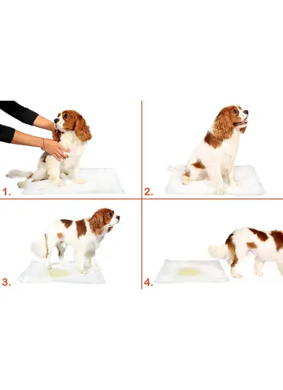 Yıkanabilir Köpek Çiş Pedi - 100 X 70 Cm 5li Paket