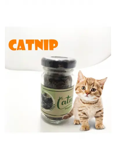 Catnip Doğal Kedi Otu - Kedi Nanesi