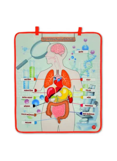 4 Set  127 Parça  İskelet , İç Organlar Sistemi , Takvim ve Duyguları Öğreniyorum Keçe Cırtlı Duvar Panoları , Eğitici Oyuncak