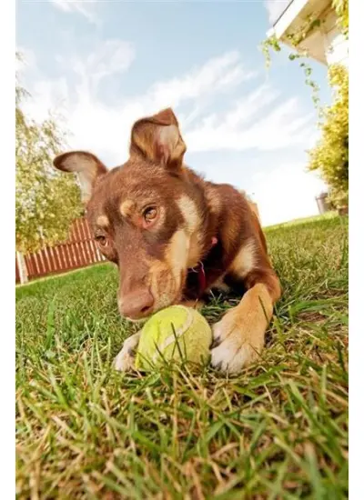 BUFFER®  3lü Renkli Desenli Tenis Topu Kedi Köpek Oyuncağı