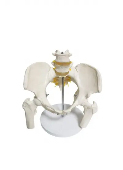 Omurga Pelvis Maketi Model 24