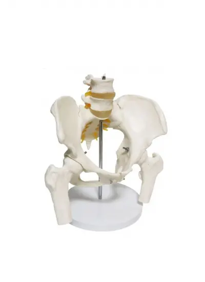 Omurga Pelvis Maketi Model 24